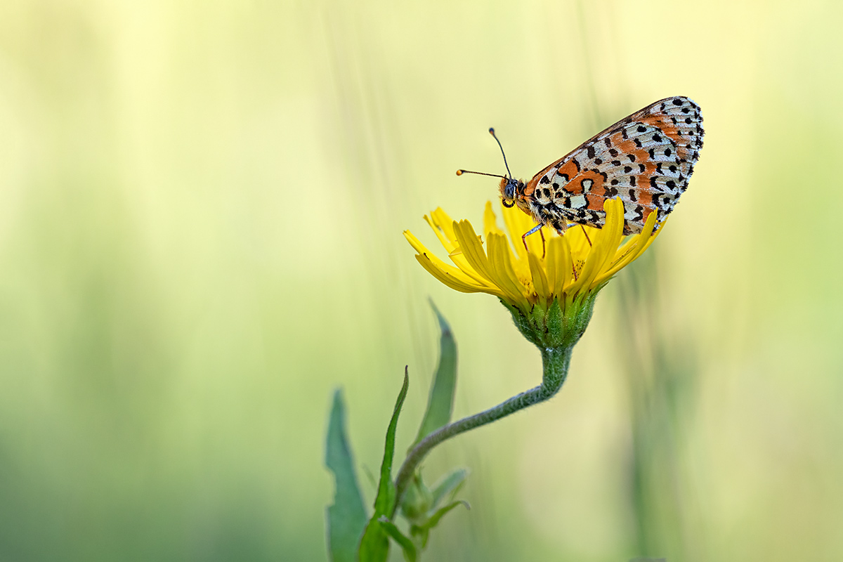 compSchecki,roter15.7.2019MerishausenStackDSC_5958-5960.jpg