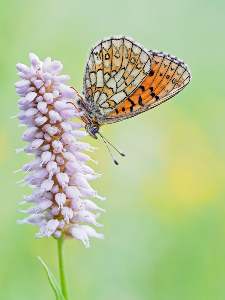 Boloria-eunomia-OOG56719---Kopie.jpg