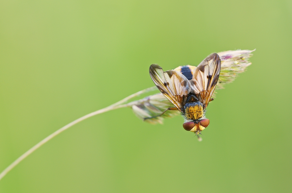 IMGP6325a orsbach 1000.JPG