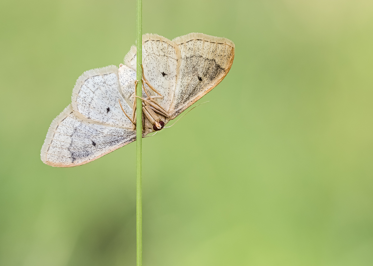 Nachtfalter2_15082019.jpg