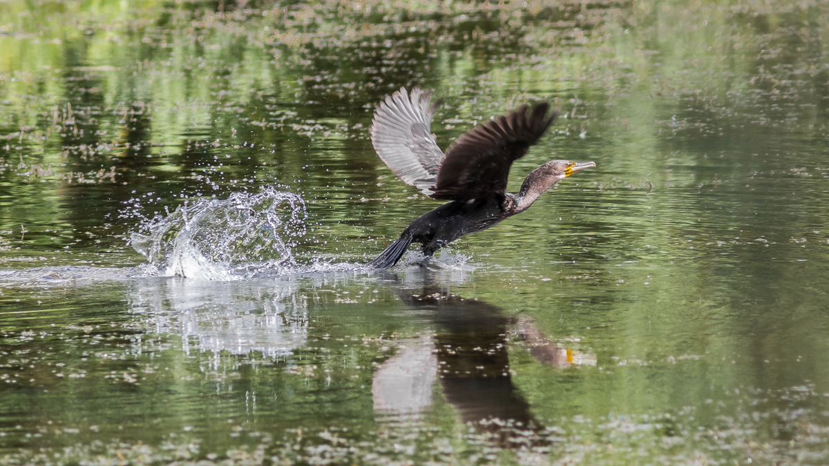 IMG_4758_Kormoran_.jpg