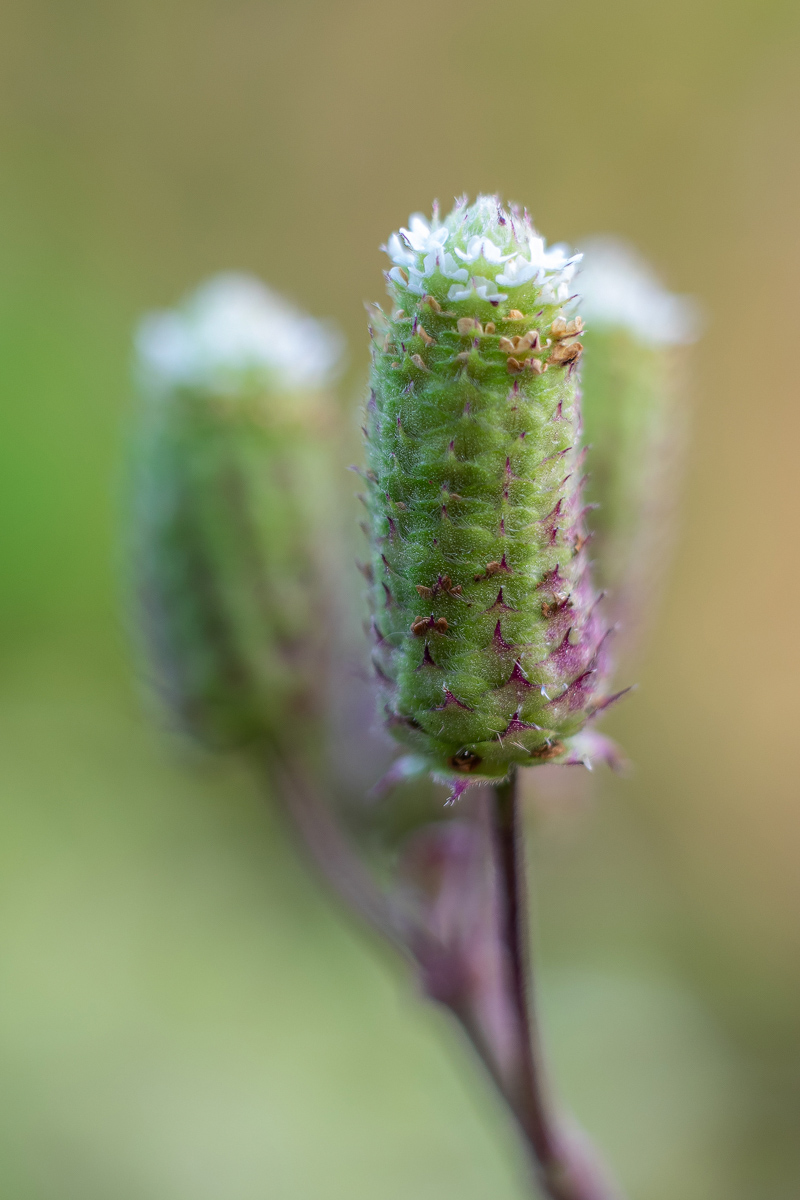 Aztekische Süßkraut-P8260136-1 - verkl.jpg