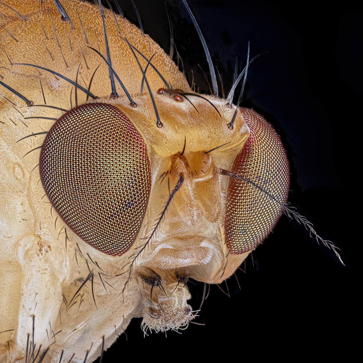 04703_4703_D810_Mitutoyo10_10zu1_Drosophila_0p0025_1200.JPG