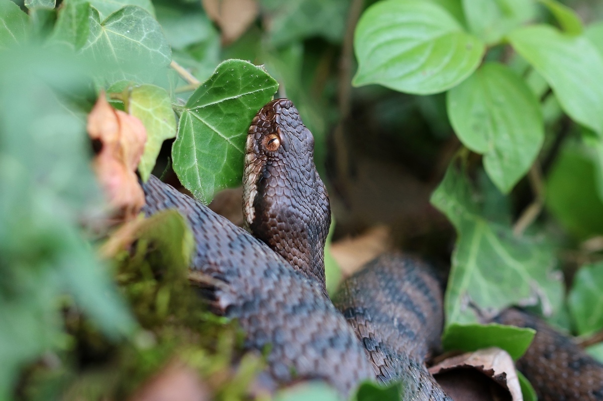 Aspisviper.jpg
