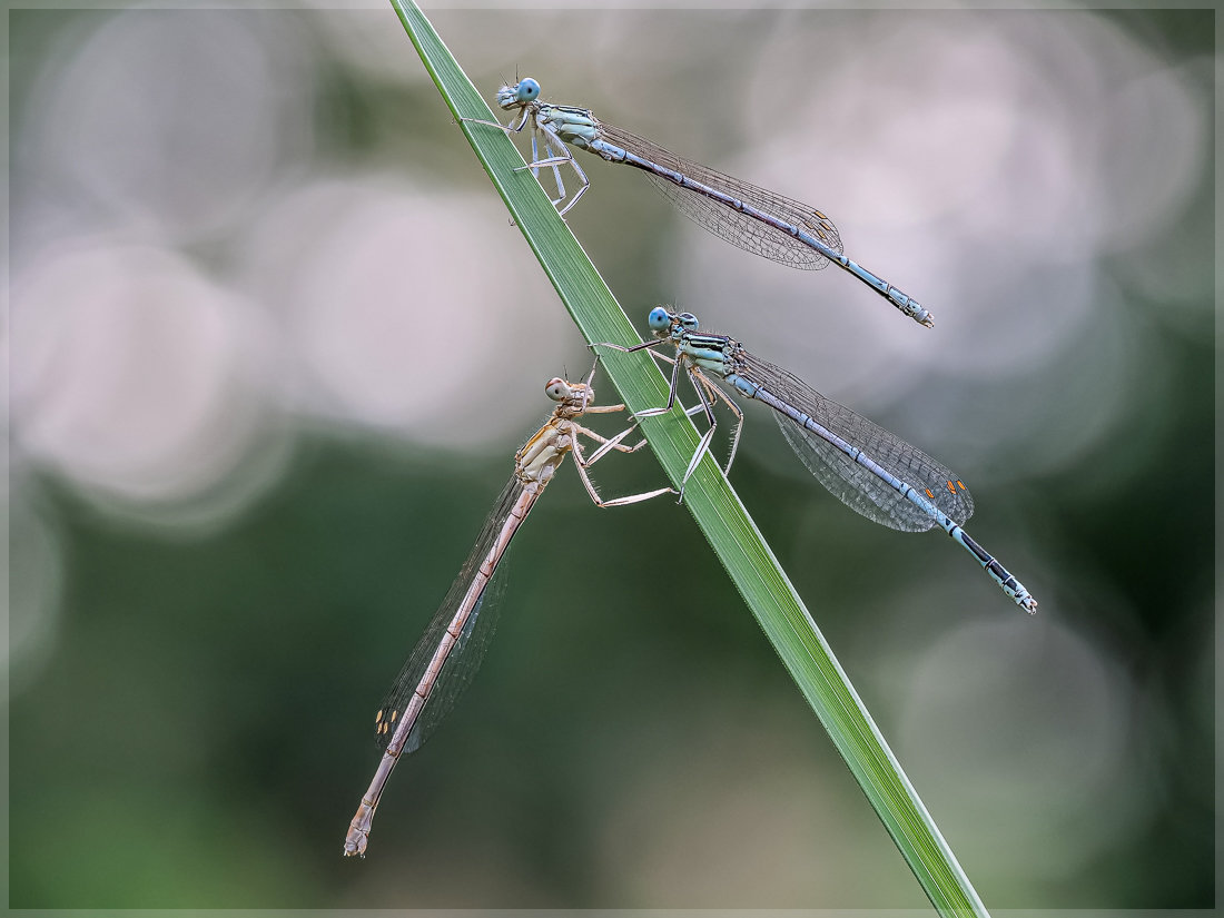 190708_For_95202FS.jpg