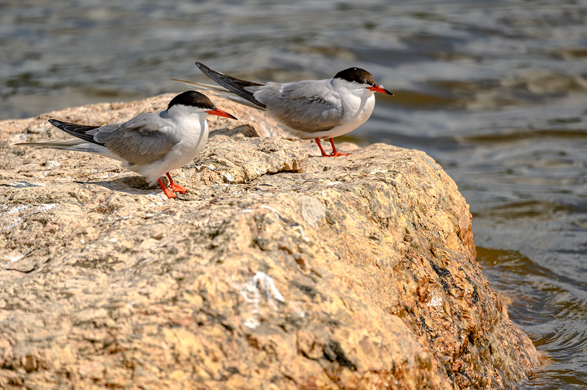 DSC_5731xxx9.jpg