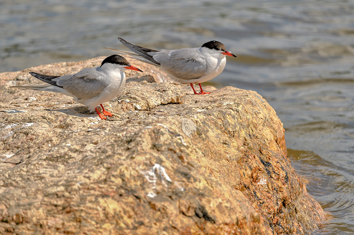 DSC_5731xxx9.jpg