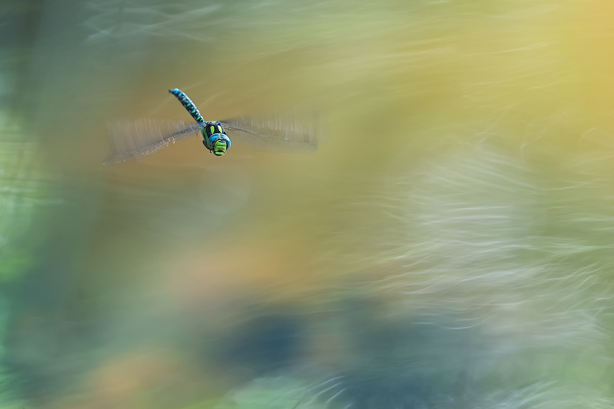 DSC07113.g.1200.jpg