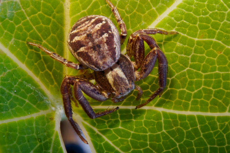 Xysticus.jpg