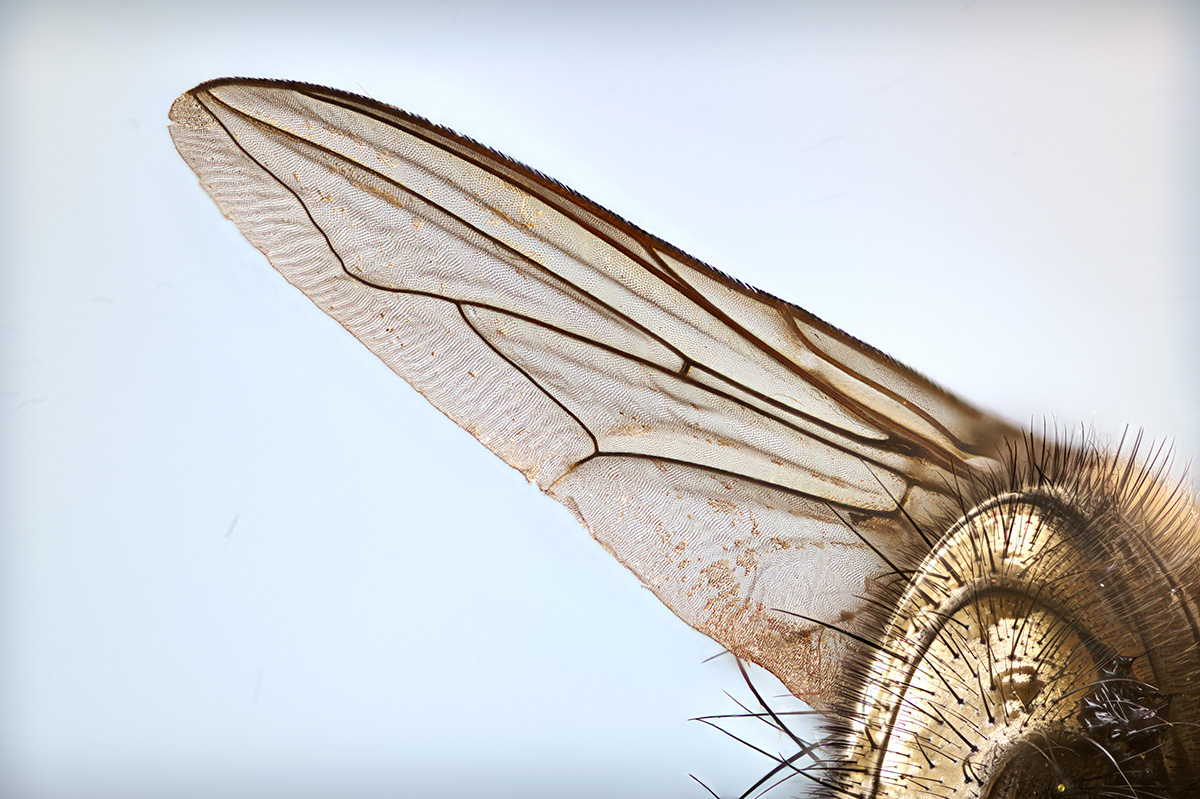 Fliege.jpg
