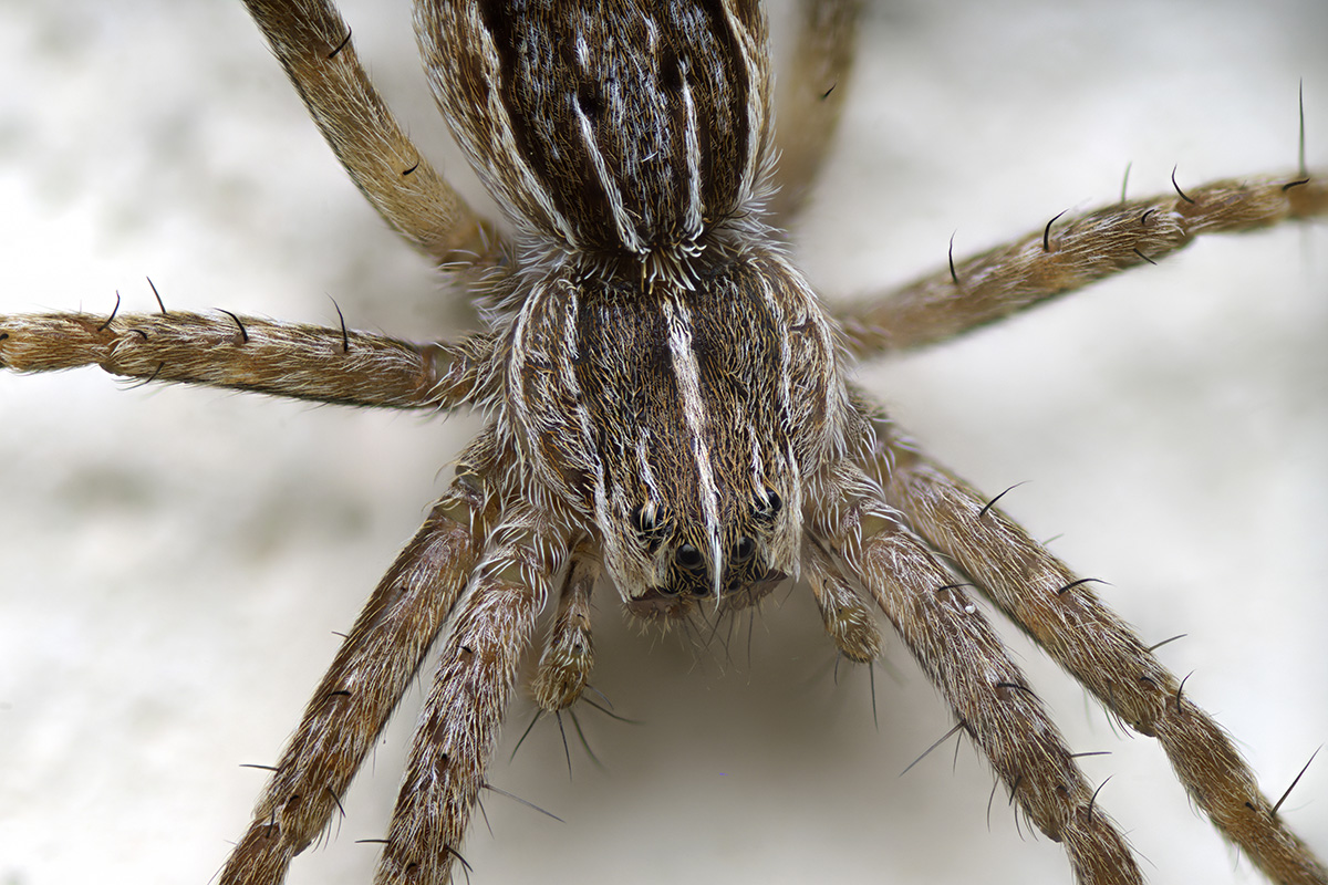 Spinne.jpg
