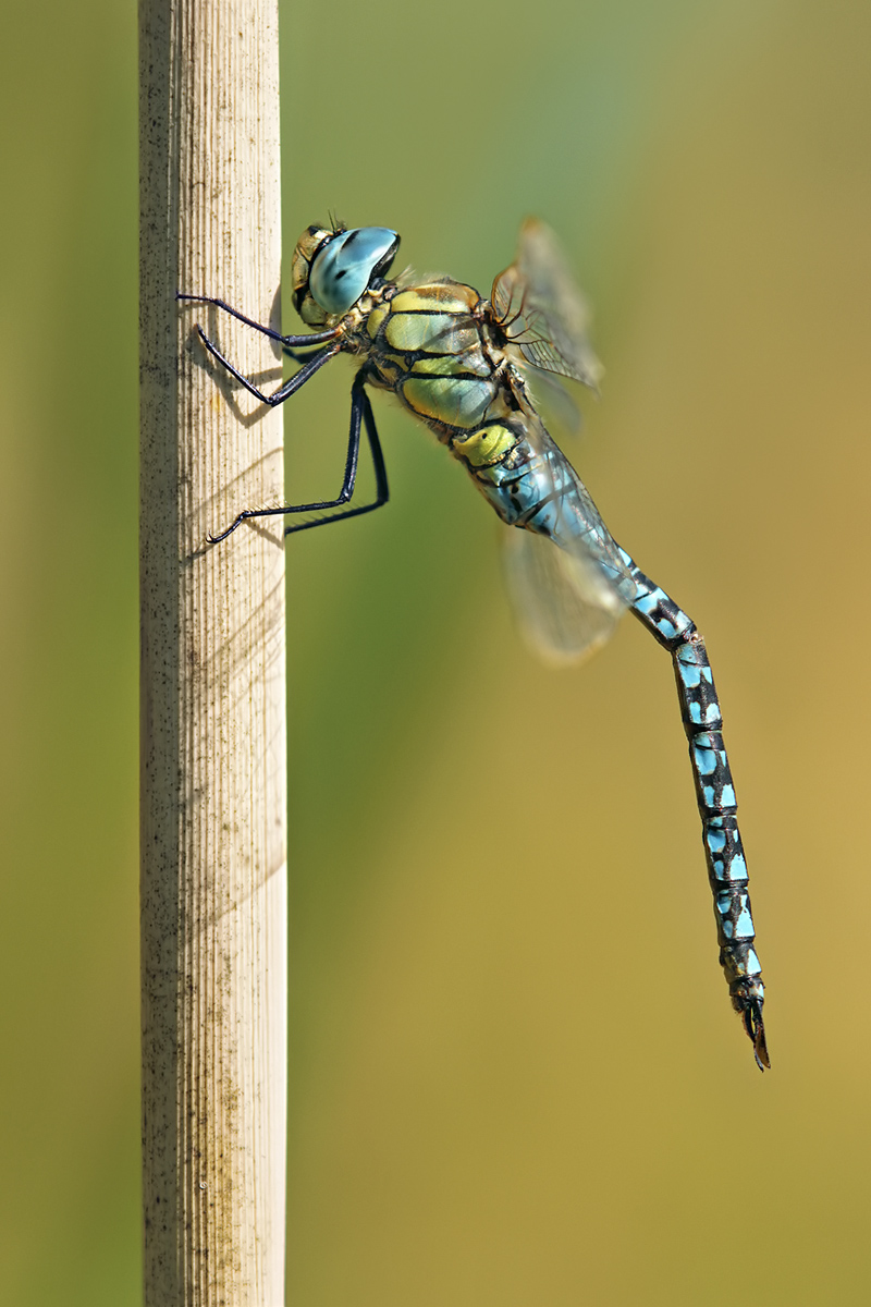 Aeshna affinis_m_IMG_3986_1200a.jpg