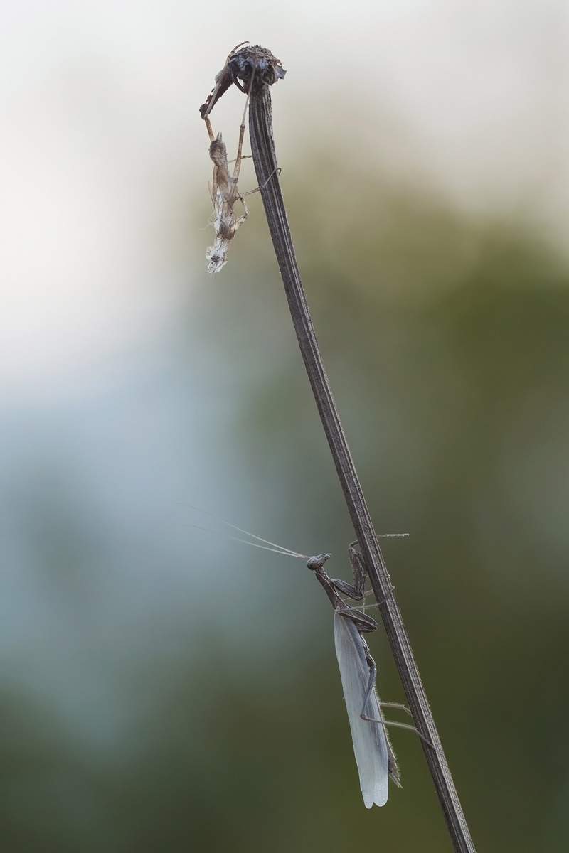 mantis-27103.jpg