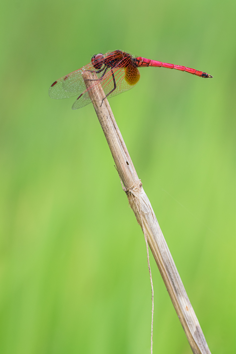 20190815-IMG_9779-b.jpg