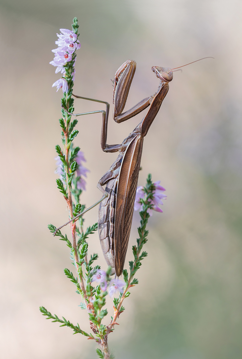 Braune Mantis Kopie.jpg