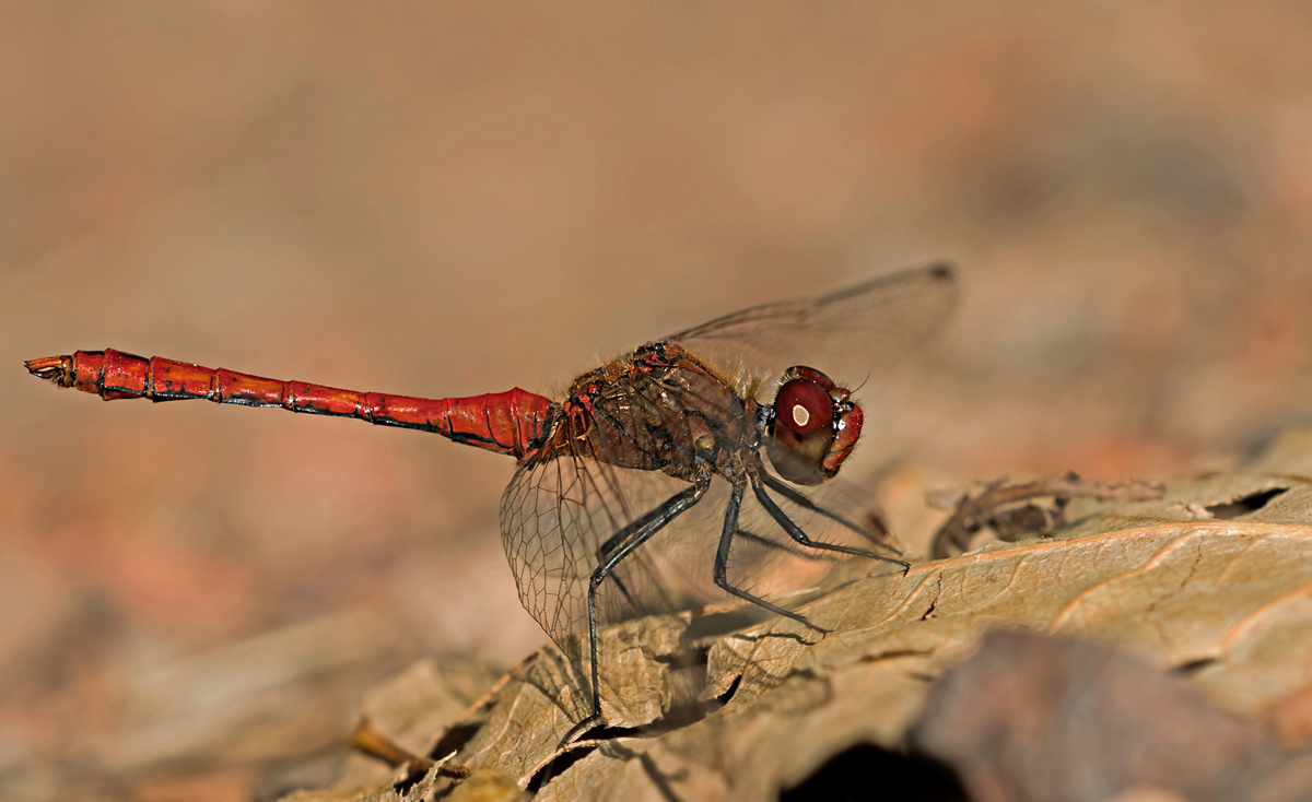 OS_3923NP1.jpg