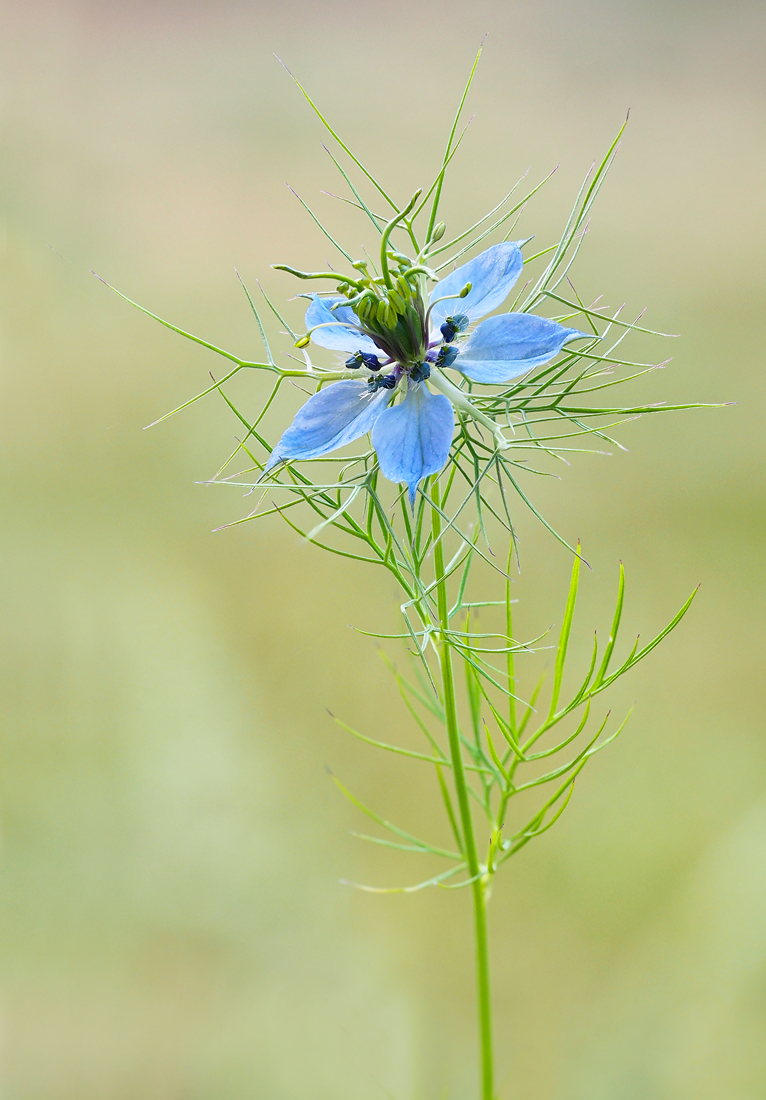 Jungfer im Grünen1_1.jpg