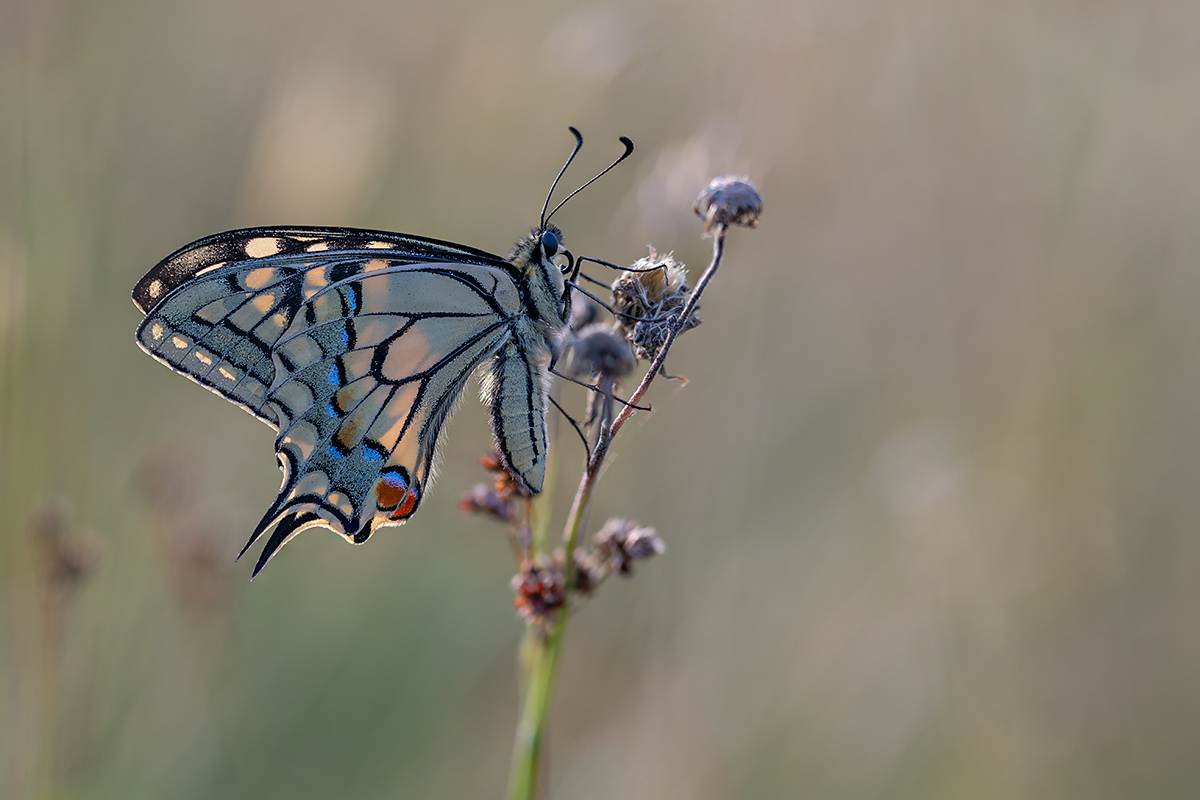 compSchwalbenschwanz8.8.2019StackDSC_7293-7305 - Kopie.jpg