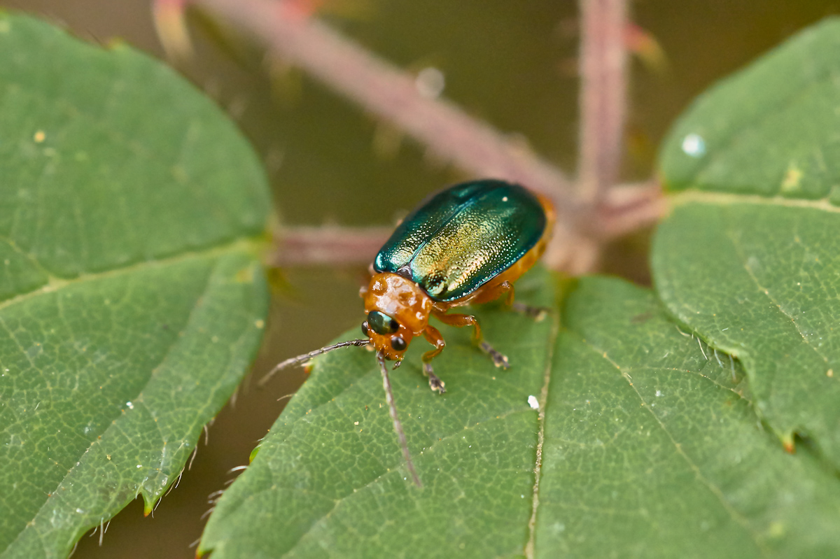 käfer_27-2.jpg