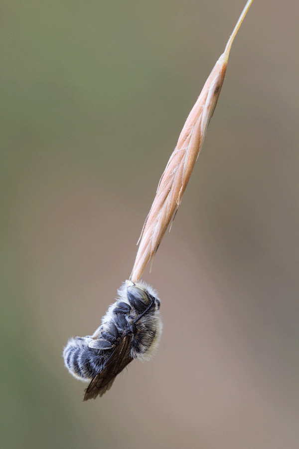 Biene-schaukelt.gif