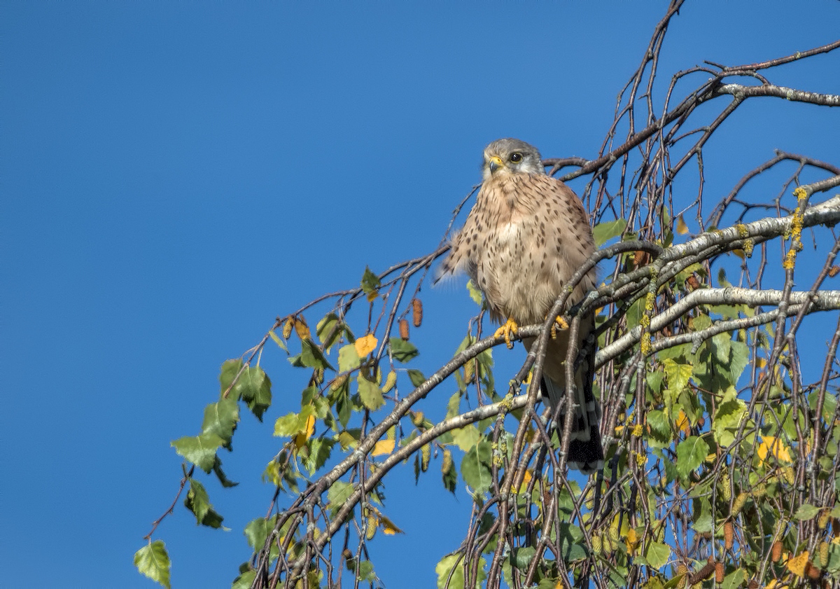DSC_0034.jpg