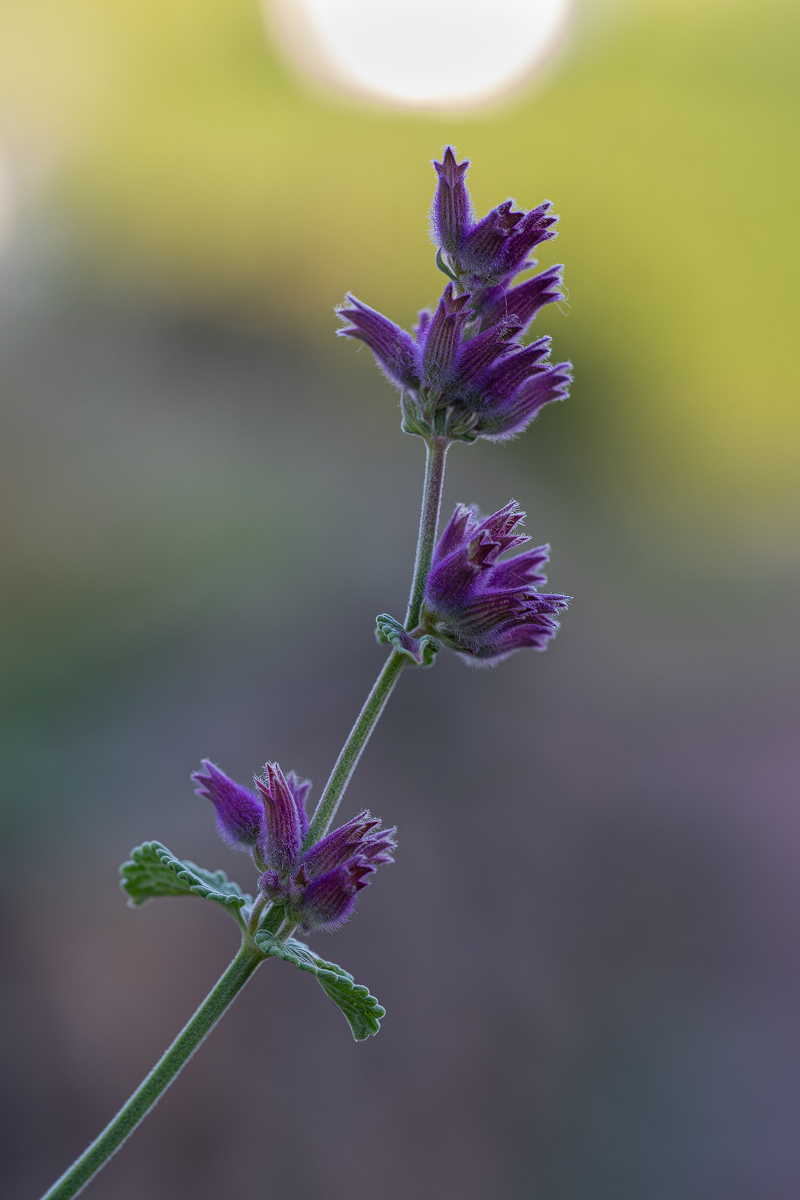 Echte Katzenminze-P9060274-1 - verkl.jpg