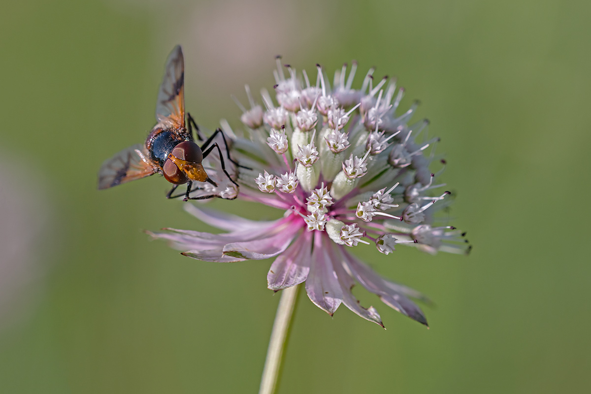compFliege,leucozona-a.AstrantiaMaior23.7.2019BoggenbergDSC_6141.jpg