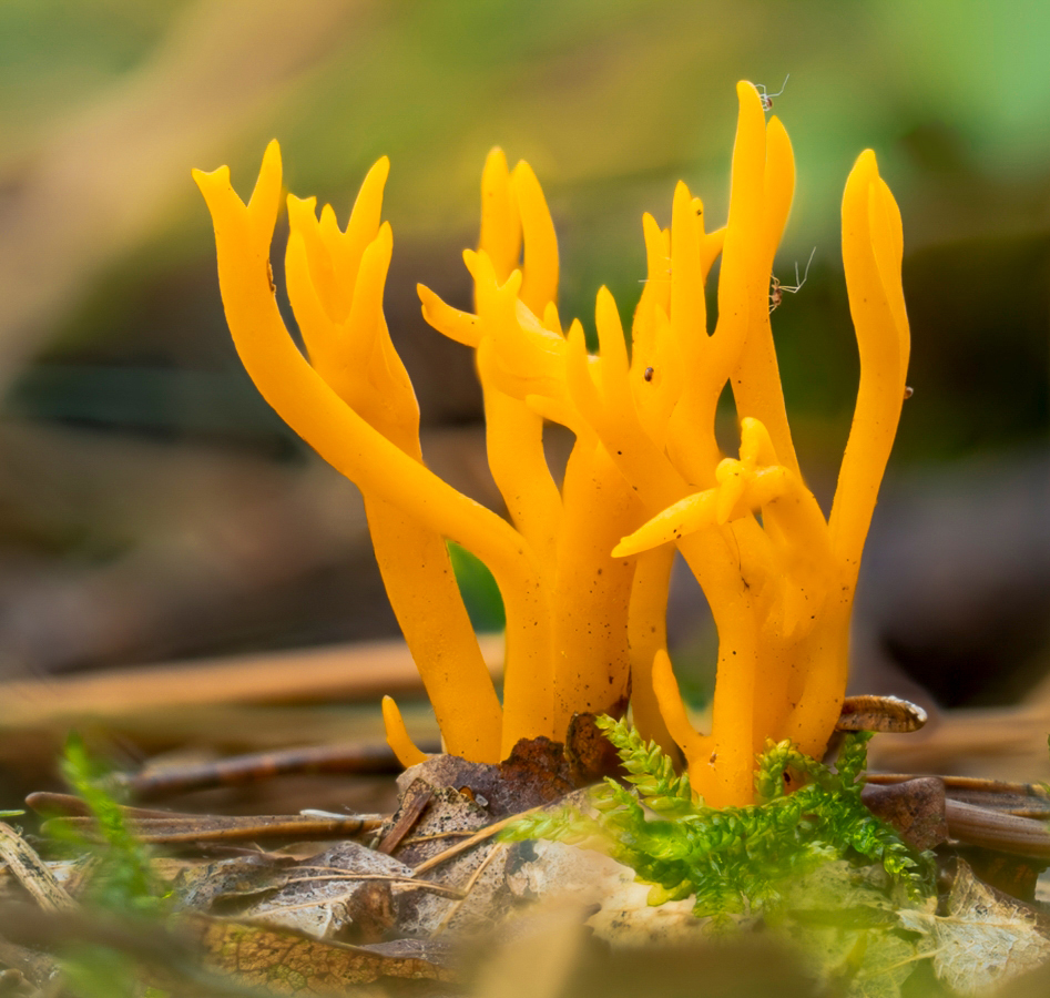 Pilz-2-PS-bearb.jpg