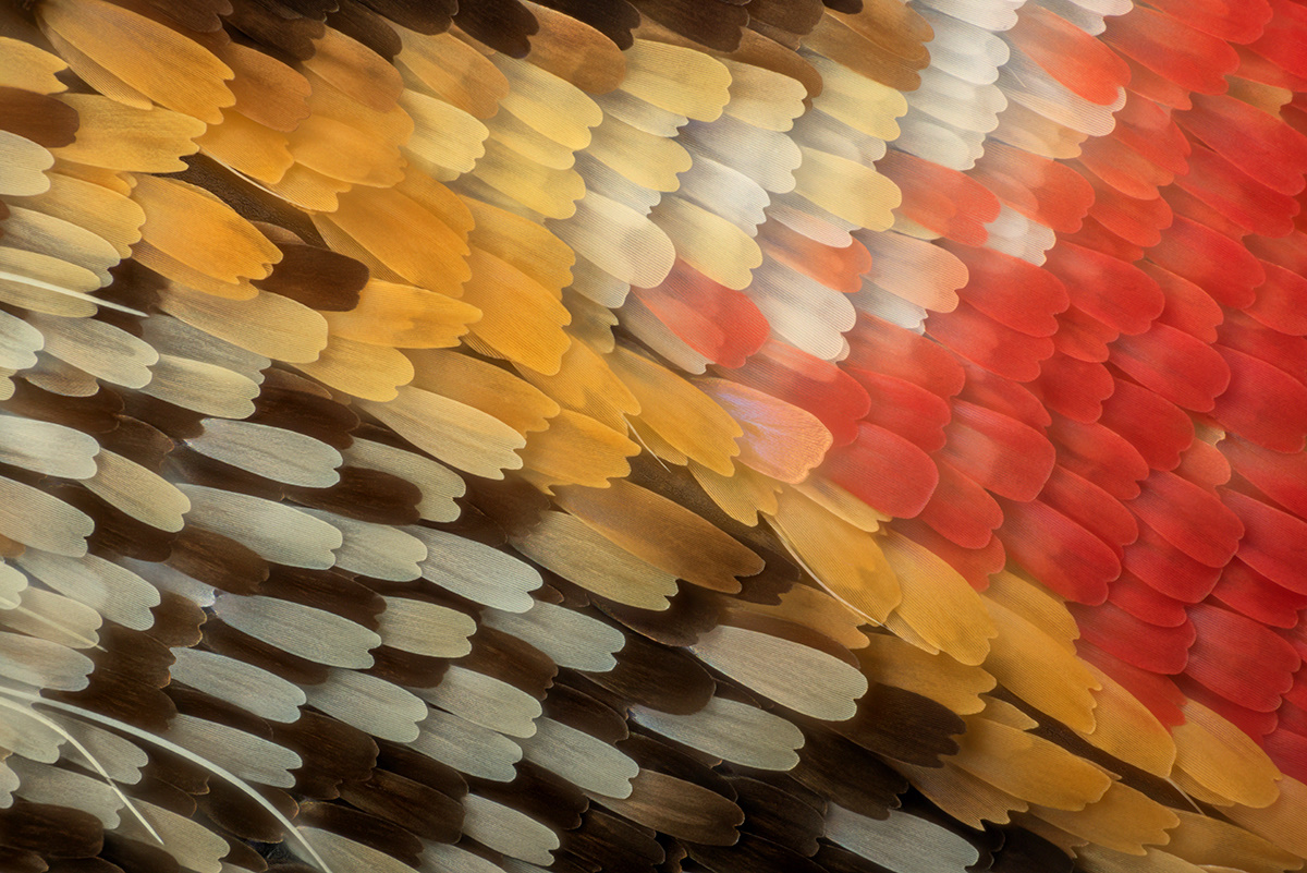 04739_D810_Mitutoyo20_20zu1_Graphium_nomius_0p0015.JPG