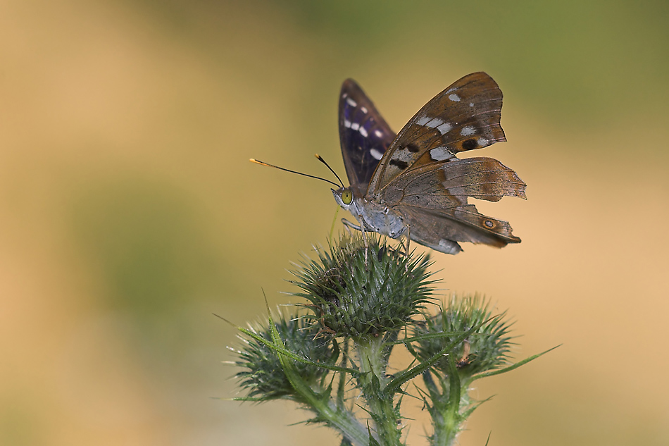 großer Schillerfalter.jpg