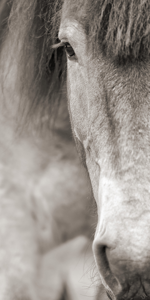 D6C_5447_500x1000.jpg