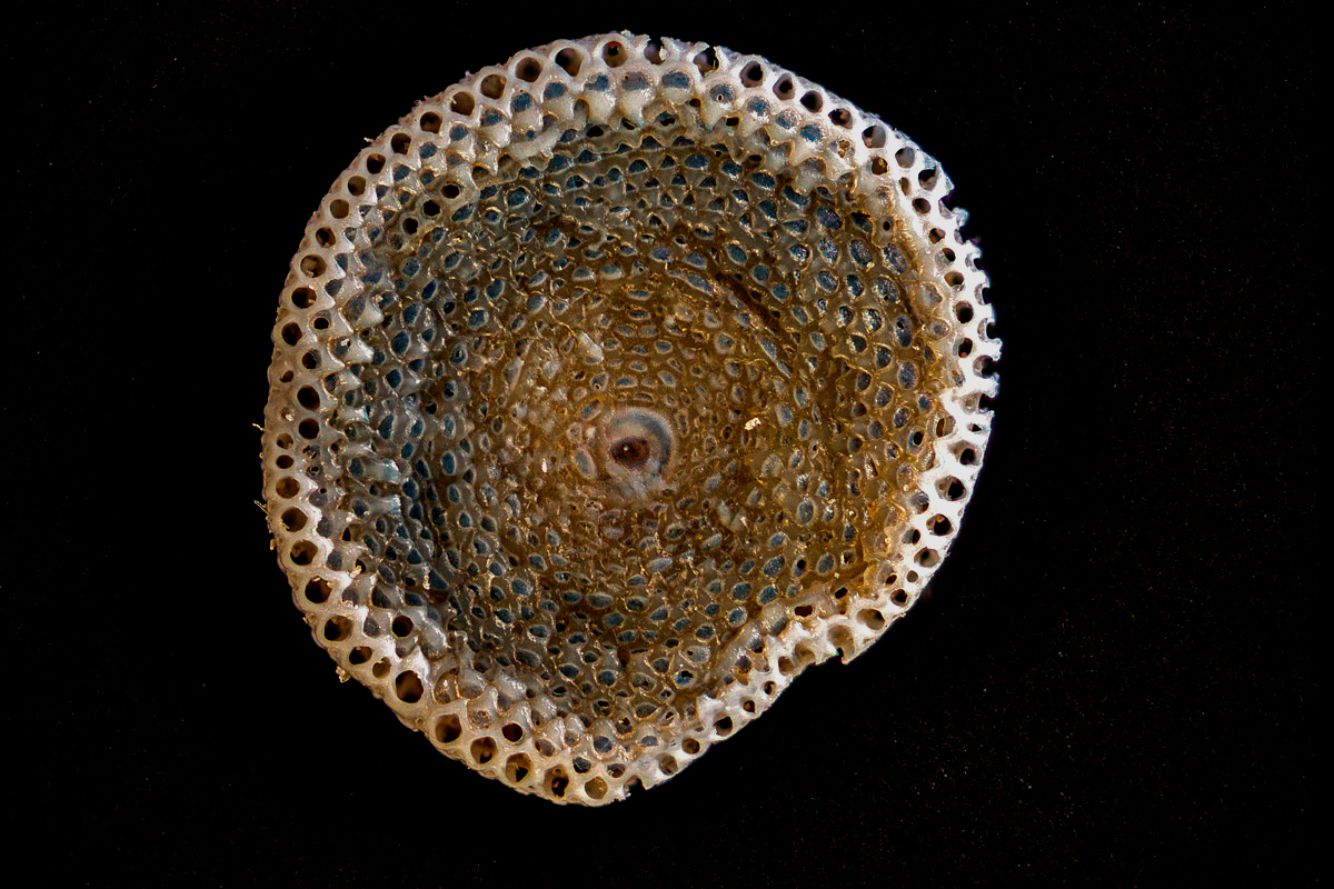 Foraminifere-Rund-Japan-I.Seite-06.10.2019-1200-600.jpg