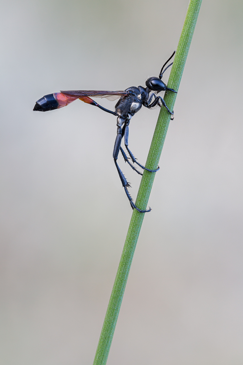 20190704-IMG_1356 ZS 11 f63-06-320-f11-b.jpg