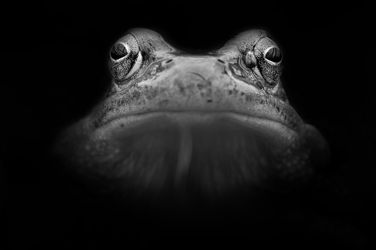 Grasfrosch(Rana-temporaria).jpg