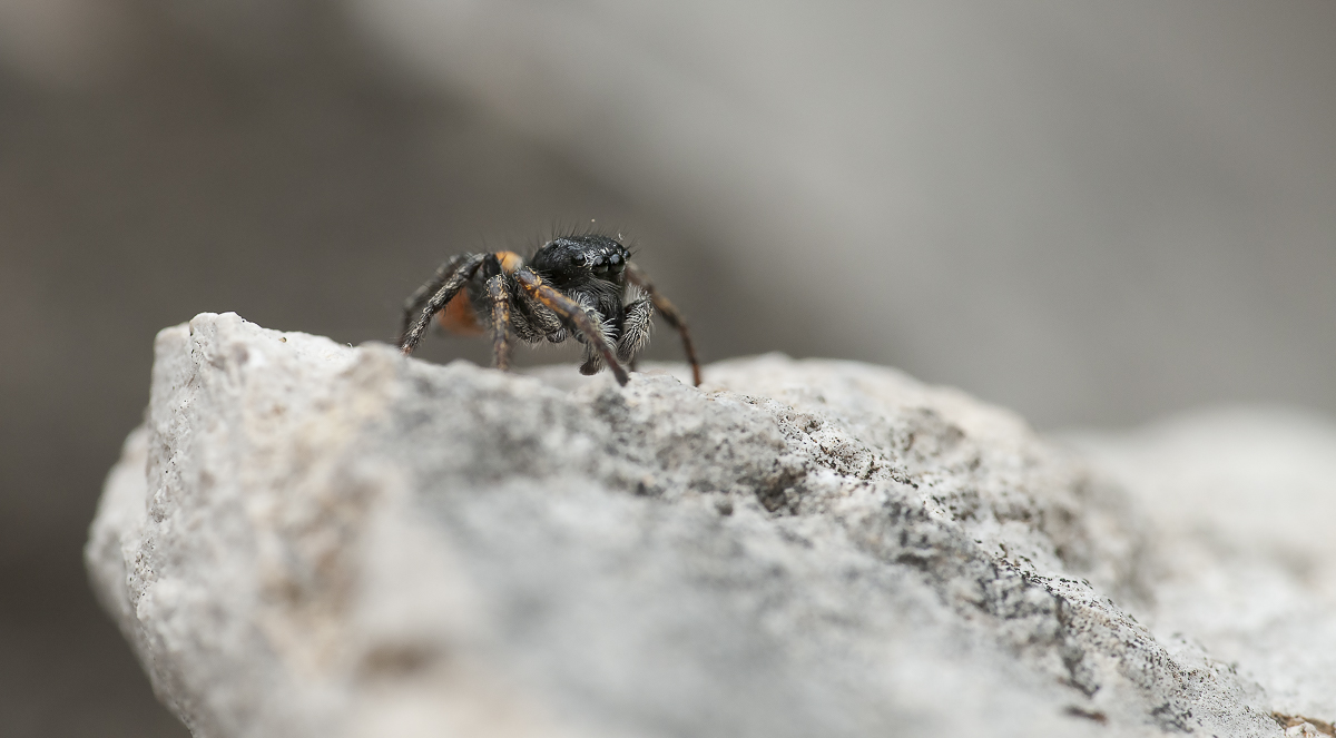 Springspinne m. 9.jpg