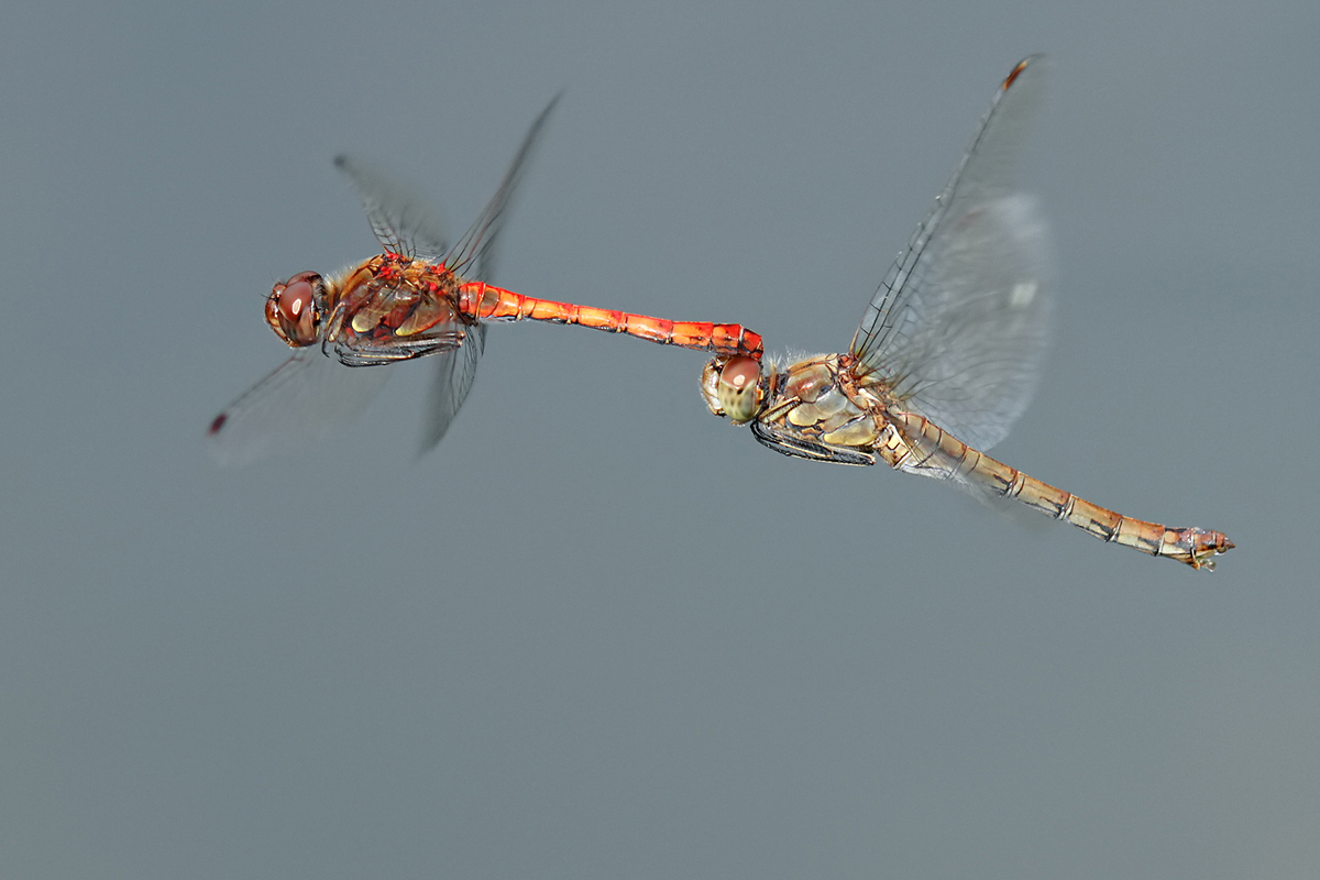 Sympetrum striolatum_TandemEiablage_IMG_7865_1200.jpg