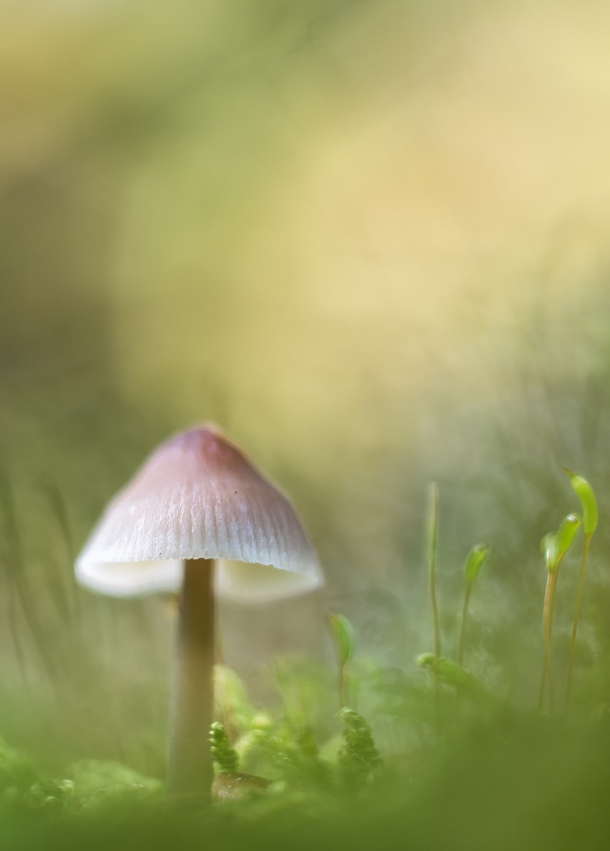 pilz01.jpg