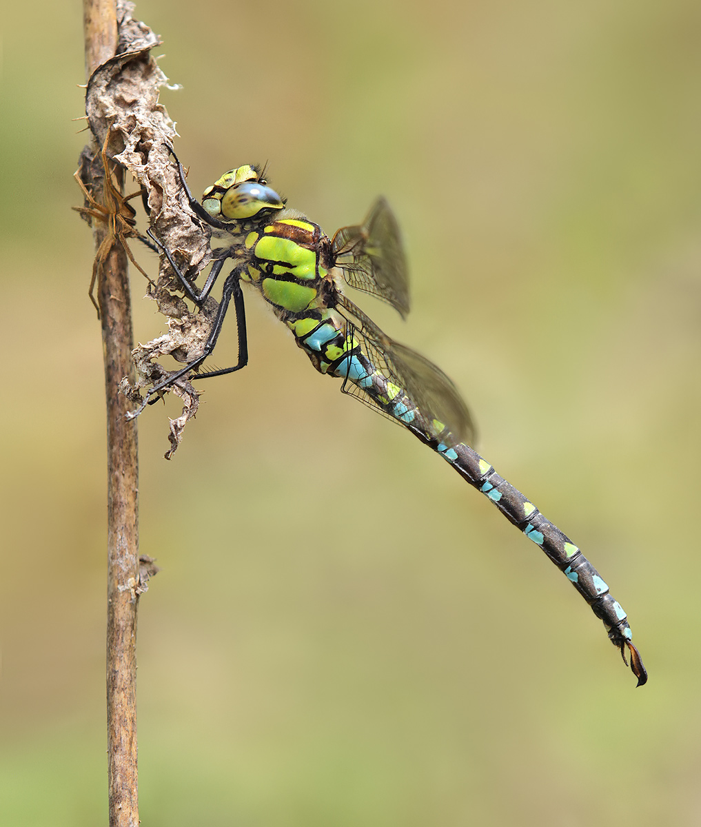 Aeshna cyanea_m_IMG_8332a.jpg