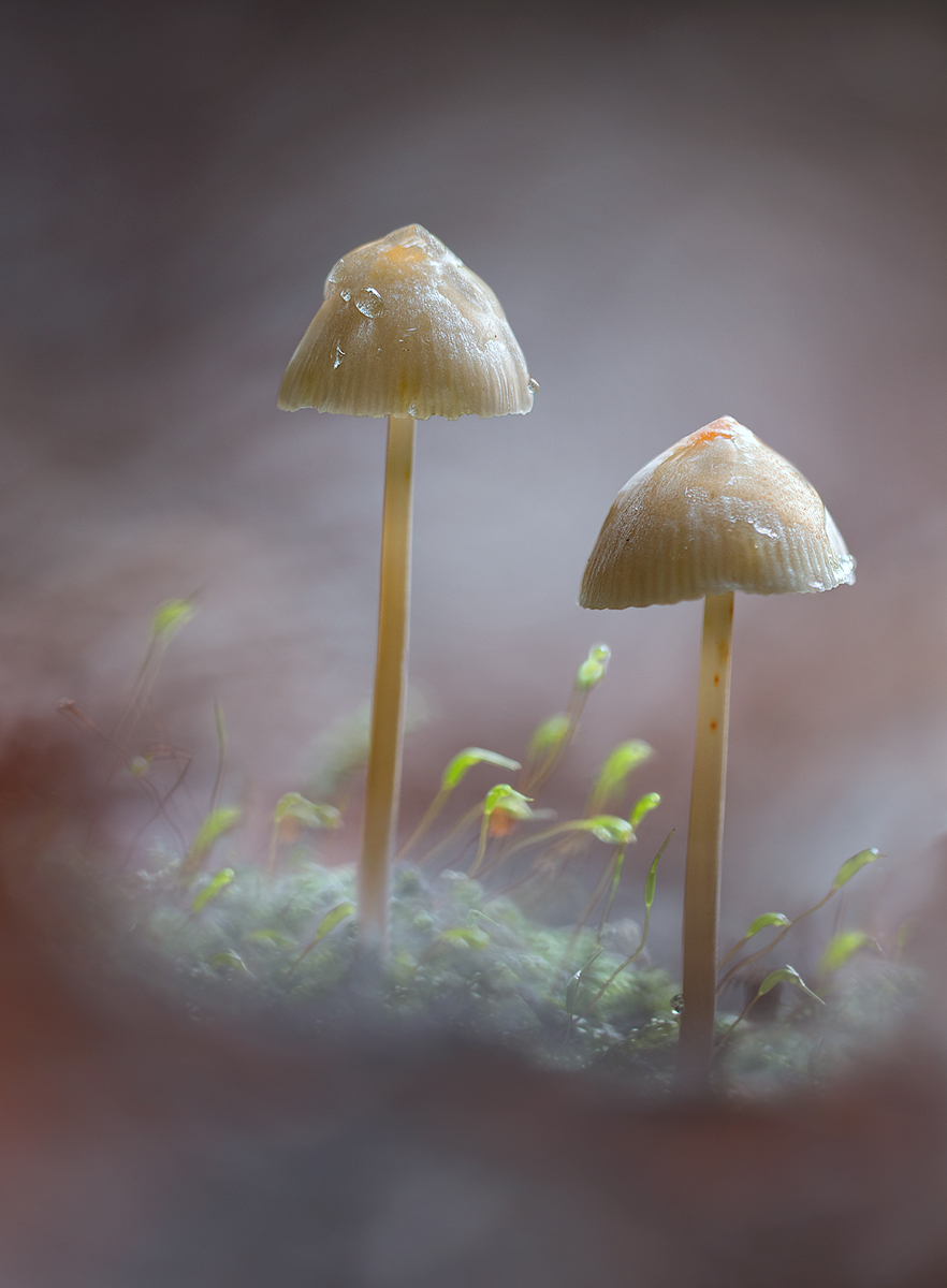 pilz Kopie.jpg