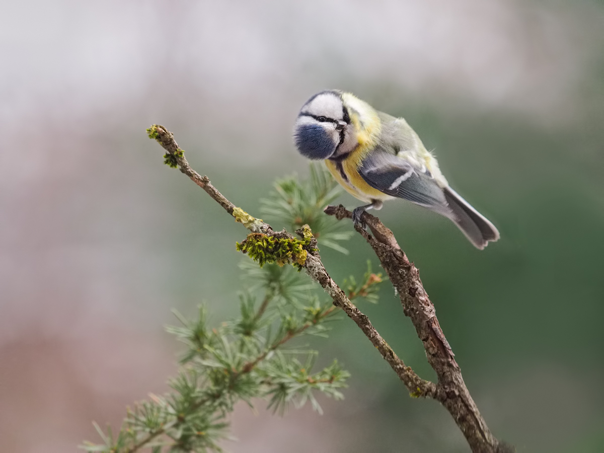 Parus-caeruleus-OOG52137---Kopie.jpg