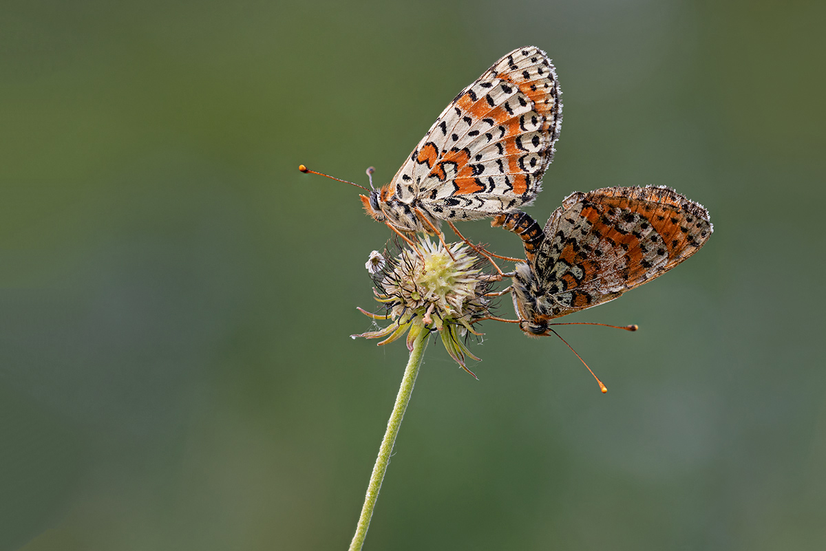 compSchecki,Paarung15.7.2019MerishausenStackDSC_5844-5850bearb.jpg