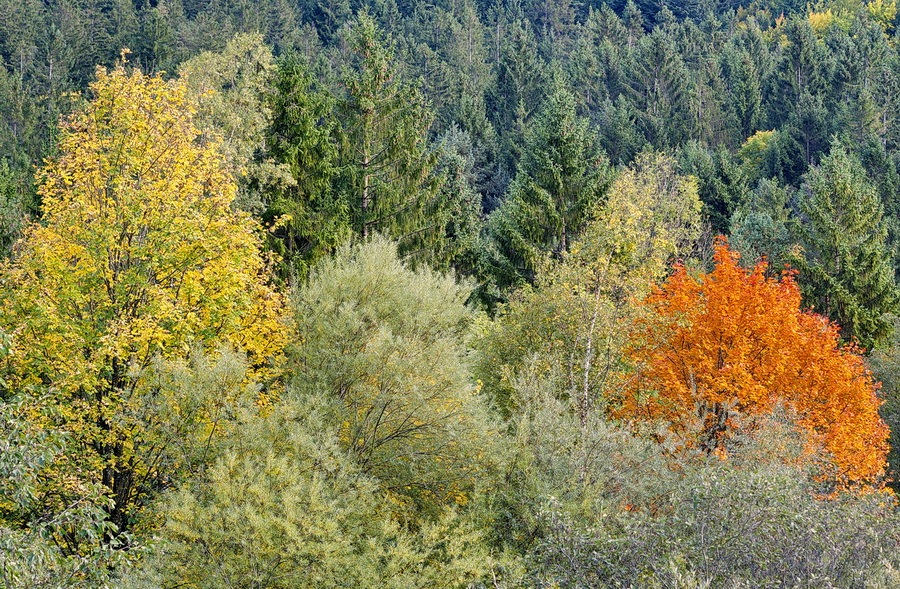 DSC02253 Herbstfeuer 2... kl.jpg