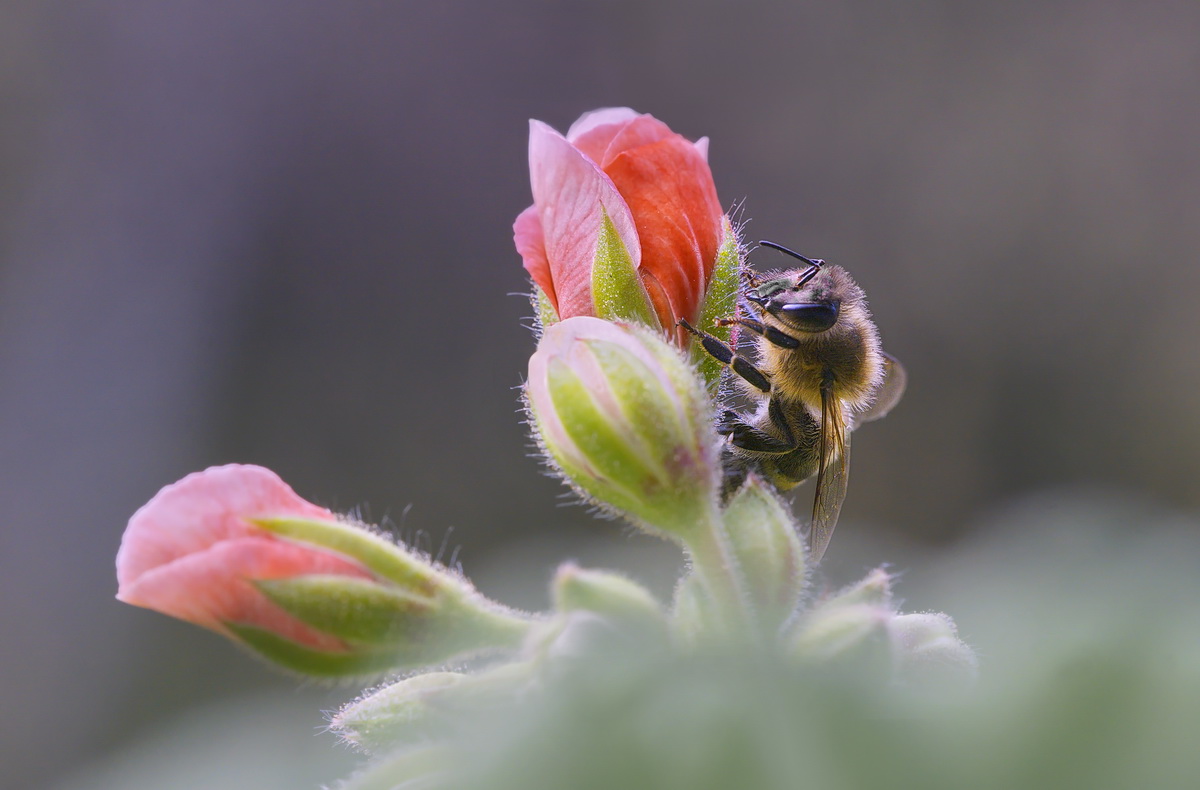 DSC02955 Gästebett... kl.jpg