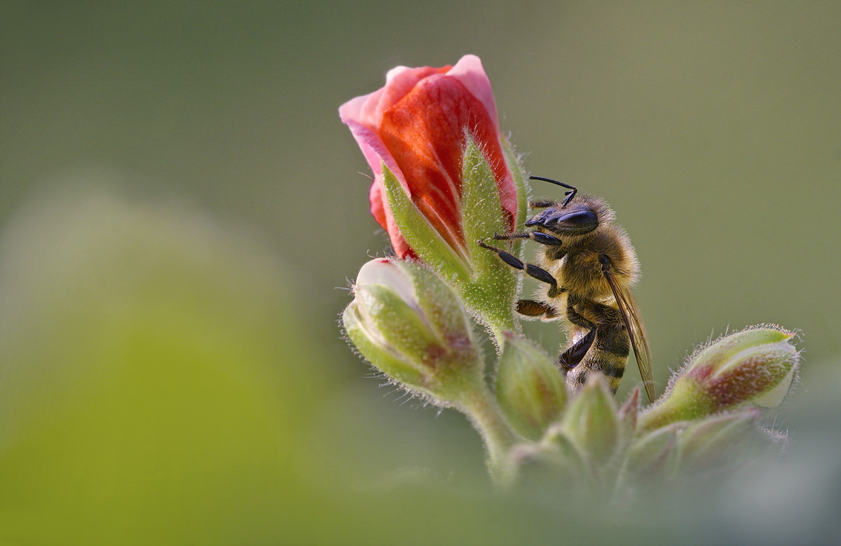 DSC02969 Süße Träume... kl.jpg