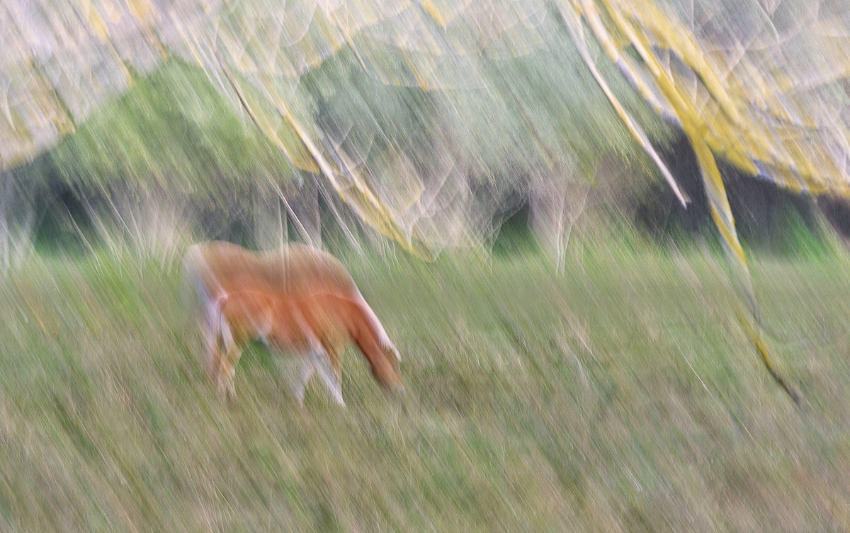 DSC02284 Horses... kl.jpg