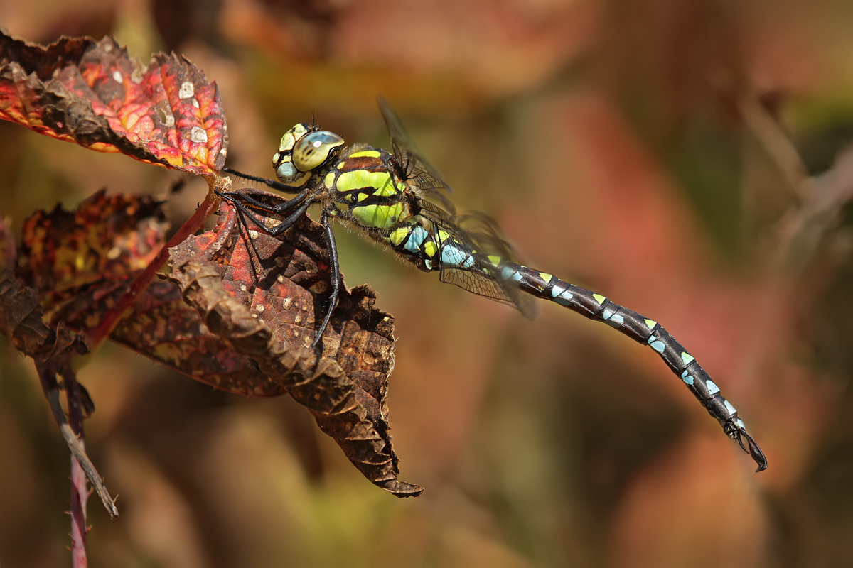 Aeshna cyanea_IMG_9422_1200.jpg