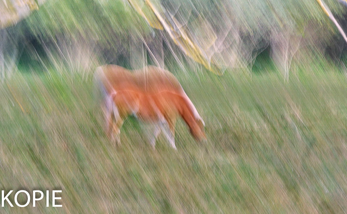 DSC02284 Horses... kl.jpg