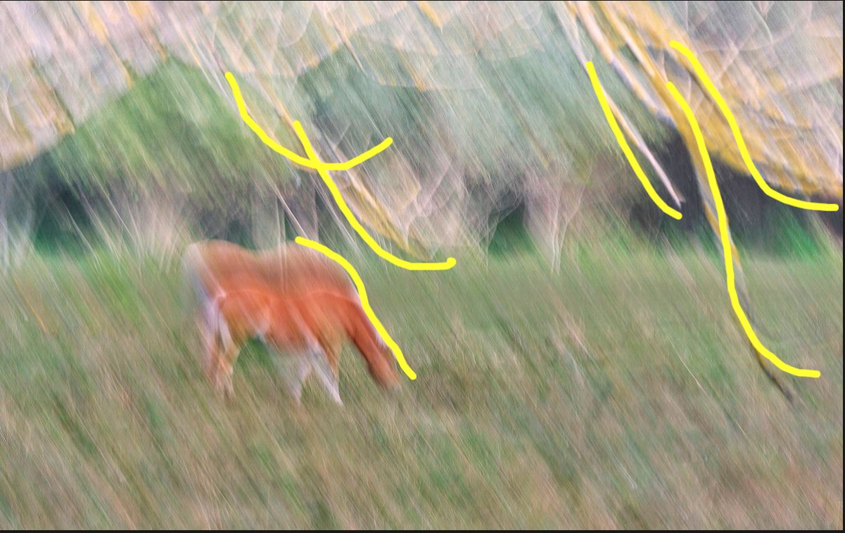 Kopie_Horses_ - Makro-Forum.de.jpg