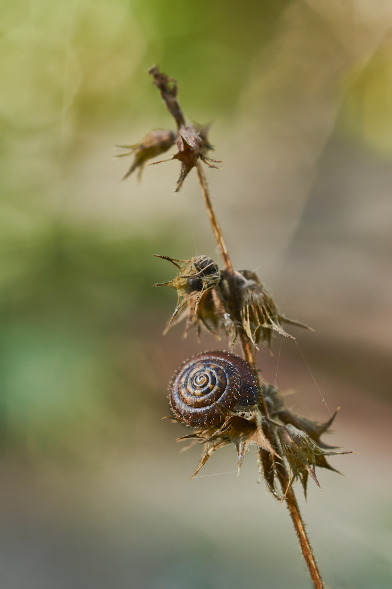 Gemeine Haarschnecke.jpg