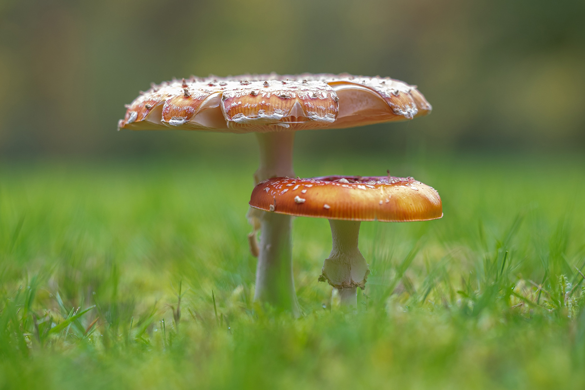Fliegenpilz-PA160001-1 - verkl.jpg